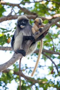 The dusky leaf monkey, spectacled langur, or spectacled leaf monkey (Trachy.. Stock Photos