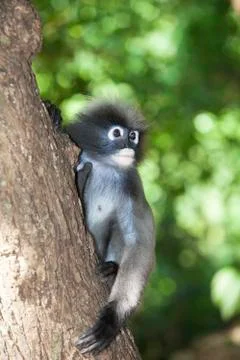 The dusky leaf monkey, spectacled langur, or spectacled leaf monkey (Trachy.. Stock Photos