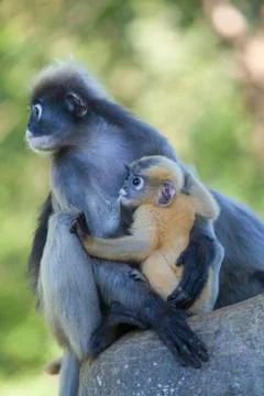The dusky leaf monkey, spectacled langur, or spectacled leaf monkey (Trachy.. Stock Photos