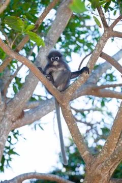 The dusky leaf monkey, spectacled langur, or spectacled leaf monkey (Trachy.. Foto stock