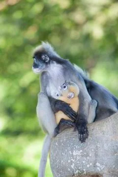 The dusky leaf monkey, spectacled langur, or spectacled leaf monkey (Trachy.. Stock Photos