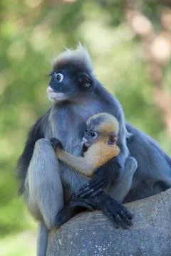 The dusky leaf monkey, spectacled langur, or spectacled leaf monkey (Trachy.. Stock Photos