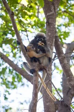The dusky leaf monkey, spectacled langur, or spectacled leaf monkey (Trachy.. Stock Photos