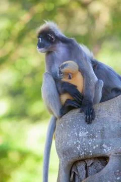 The dusky leaf monkey, spectacled langur, or spectacled leaf monkey (Trachy.. Stock-Fotos