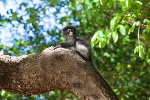 The dusky leaf monkey, spectacled langur, or spectacled leaf monkey (Trachy.. Stock Photos