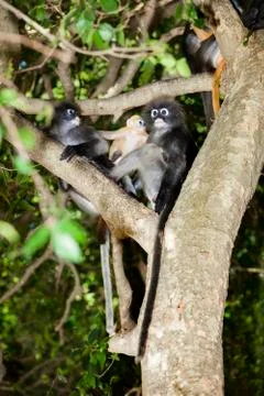 The dusky leaf monkey, spectacled langur, or spectacled leaf monkey (Trachy.. Stock Photos