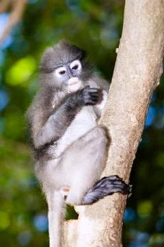 The dusky leaf monkey, spectacled langur, or spectacled leaf monkey (Trachy.. Stock Photos