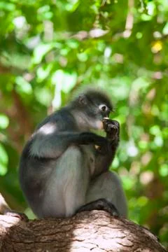 The dusky leaf monkey, spectacled langur, or spectacled leaf monkey (Trachy.. Stock Photos