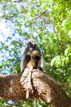 The dusky leaf monkey, spectacled langur, or spectacled leaf monkey (Trachy.. Stock Photos