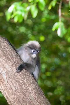 The dusky leaf monkey, spectacled langur, or spectacled leaf monkey (Trachy.. Stock Photos