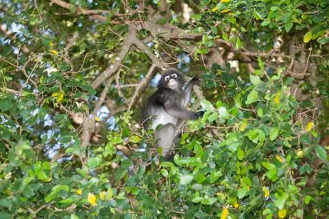 The dusky leaf monkey, spectacled langur, or spectacled leaf monkey (Trachy.. Stockfoto's