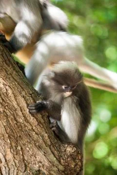 The dusky leaf monkey, spectacled langur, or spectacled leaf monkey (Trachy.. Stock Photos