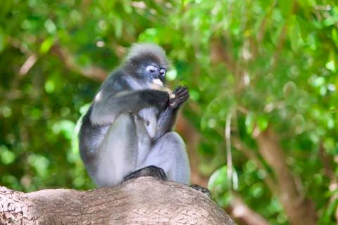 The dusky leaf monkey, spectacled langur, or spectacled leaf monkey (Trachy.. Stock Photos