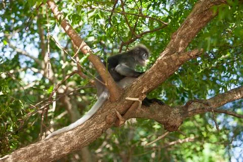 The dusky leaf monkey, spectacled langur, or spectacled leaf monkey (Trachy.. Stock Photos