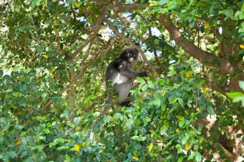 The dusky leaf monkey, spectacled langur, or spectacled leaf monkey (Trachy.. Stock Photos