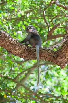 The dusky leaf monkey, spectacled langur, or spectacled leaf monkey (Trachy.. Stock Photos