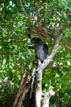 The dusky leaf monkey, spectacled langur, or spectacled leaf monkey (Trachy.. Stock Photos