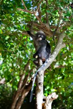 The dusky leaf monkey, spectacled langur, or spectacled leaf monkey (Trachy.. Stock Photos