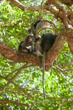 The dusky leaf monkey, spectacled langur, or spectacled leaf monkey (Trachy.. Stock Photos
