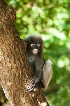 The dusky leaf monkey, spectacled langur, or spectacled leaf monkey (Trachy.. Stock Photos
