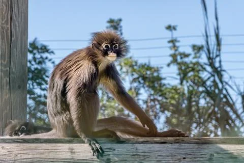 Dusky leaf monkey, spectacled langur. Exotic monkeys in the Monkey Forest in  스톡 사진