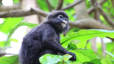 Dusky leaf monkey, spectacled leaf monkey, langur in the wild. Malaysia. Stock Footage 73957993