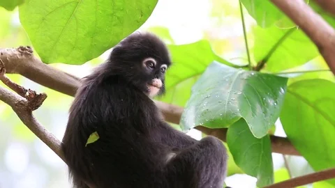 Dusky leaf monkey, spectacled leaf monkey, langur is sitting in tree , Malaysia. Stock Footage 76977142