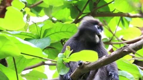 Dusky leaf monkey , spectacled leaf monkey, langur. Perhentian island, Malaysia. Stock Footage 77862244