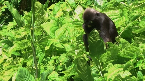 Dusky Leaf Monkey (Trachypithecus obscurus) Eating Leaves Stock Footage 80156752