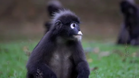 Dusky Leaf Monkey (Trachypithecus obscurus) Sitting on the Ground at Angthong Stock Footage 91771950
