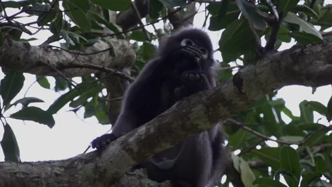Dusky Leaf Monkey (Trachypithecus obscurus) Sitting on the Tree at Angthong Video stock 91772715