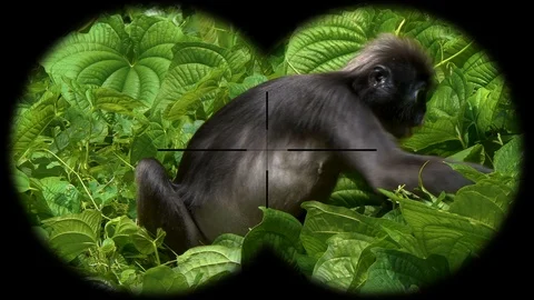 Dusky Leaf Monkey (Trachypithecus obscurus) also known as Spectacled Langur Seen Stock Footage 104593026