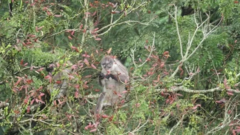Dusky leaf monkey (Trachypithecus obscurus), the pod of yellow flame tree. 스톡 동영상 255887793