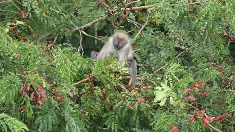 Dusky leaf monkey (Trachypithecus obscurus) eating pod of yellow flame tree. 스톡 동영상 255887798