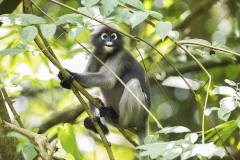 Dusky leaf monkey (Trachypithecus obscurus), Kaeng Krachan National Park, Stock Photos