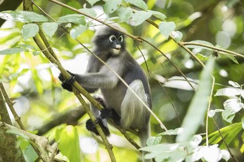 Dusky leaf monkey (Trachypithecus obscurus), Kaeng Krachan National Park, Stock Photos