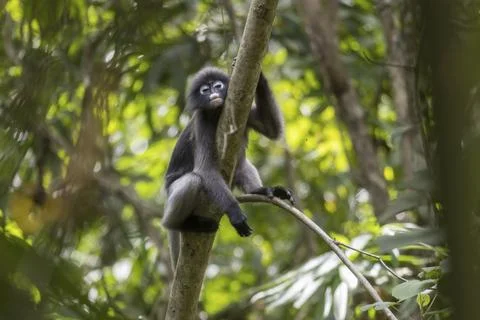Dusky leaf monkey (Trachypithecus obscurus), Kaeng Krachan National Park, Stock Photos