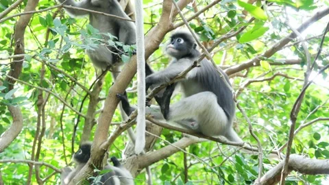 Dusky leaf monkey on tree in forest with natural green background Stock Footage 132680643