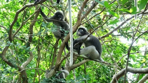 Dusky leaf monkey on tree in forest with natural green background Stock Footage 132681005