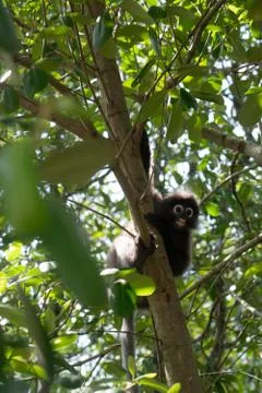 Dusky Leaf Monkey on the tree in Thailand Stock Photos