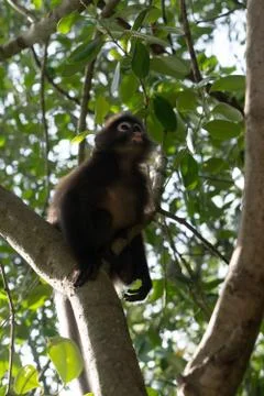 Dusky Leaf Monkey on the tree in Thailand Stock Photos