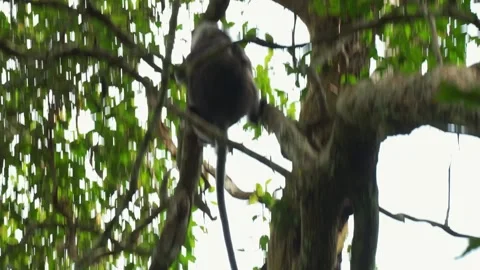 Dusky Leaf Monkey Waking from Rest and Climbing Upwards Stock Footage 345022497