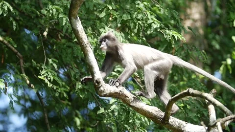 Dusky leaf monkey-walking and jumping in tree-slow Video stock 130311833