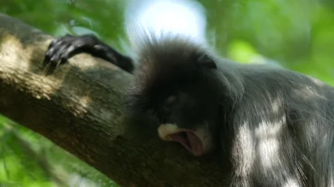 Dusky leaf monkey-yawning in tree Video stock 130312411