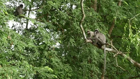 Dusky leaf monkey-young-jumping-slow Stock Footage 130312500