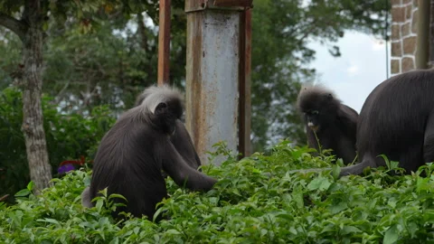 Dusky leaf monkeys interacting and feeding on Penang Hill 스톡 동영상 337090426