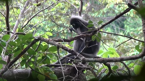 Dusky Leaf monkeys, Malaysia Stock Footage 113216179