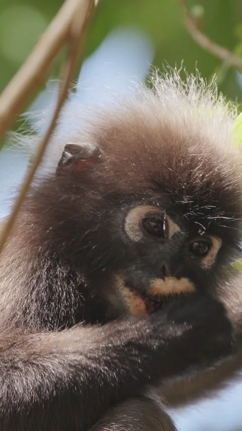 Dusky leaf monkeys in malaysia in vertical Stock Footage 305450730
