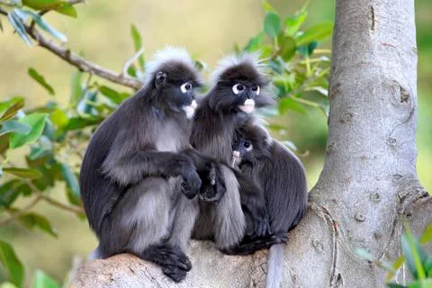 Dusky Leaf Monkeys or Southern Langurs Trachypithecus obscurus monkey family on Stock Photos