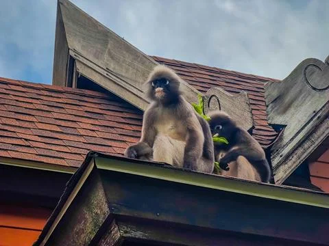 The dusky leaf monkeys or spectacled langurs sitting on the roof in Thailand Фото